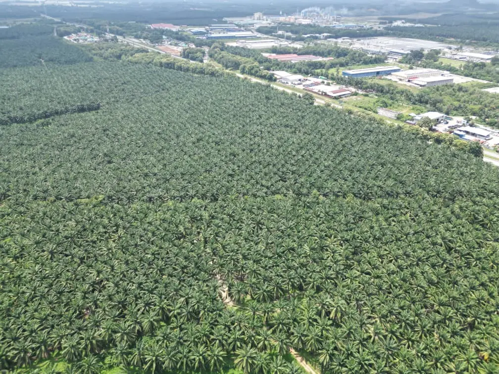 Large planted expanse viewed from the air