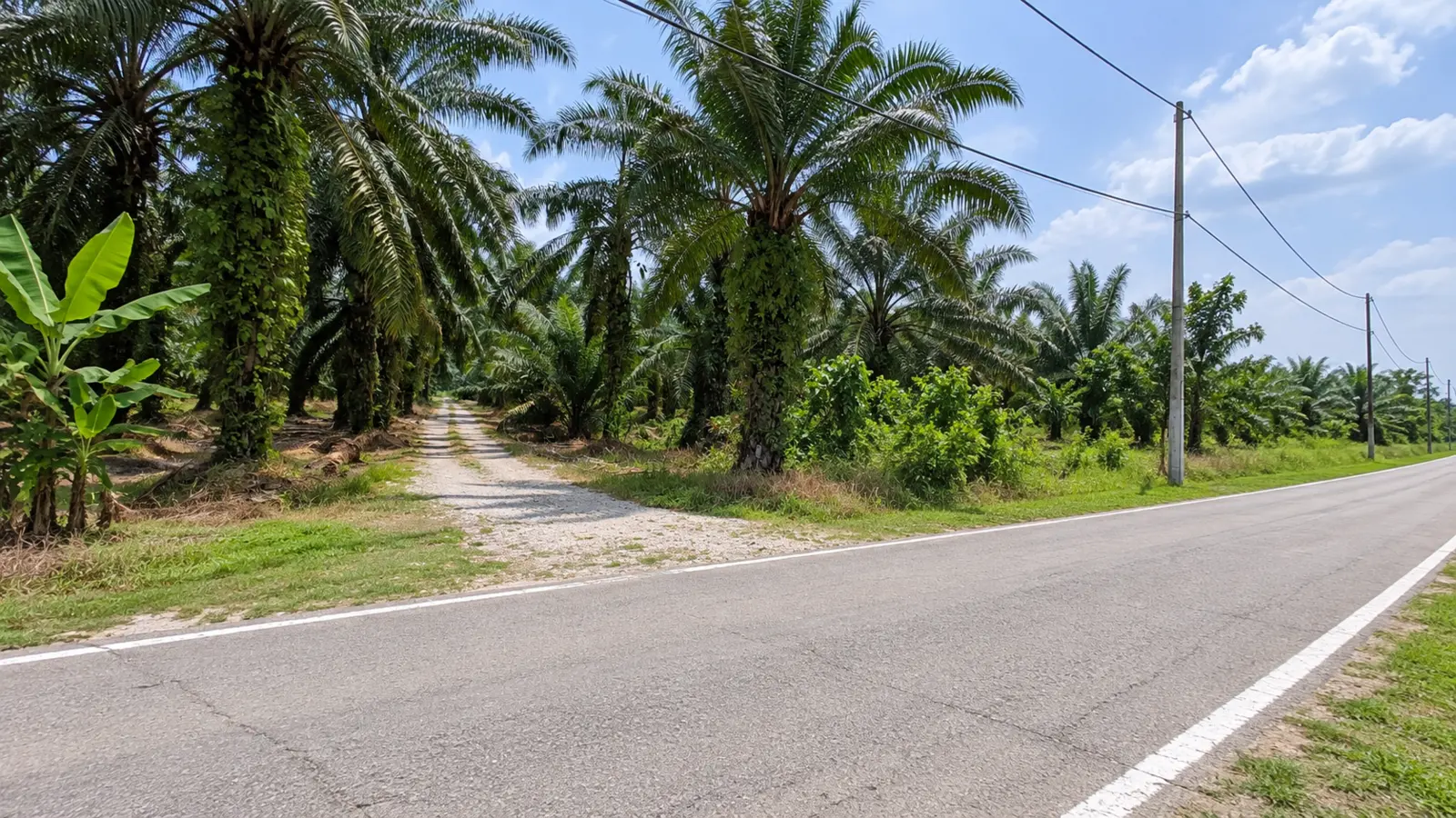 Road frontage and entrance to the agricultural land